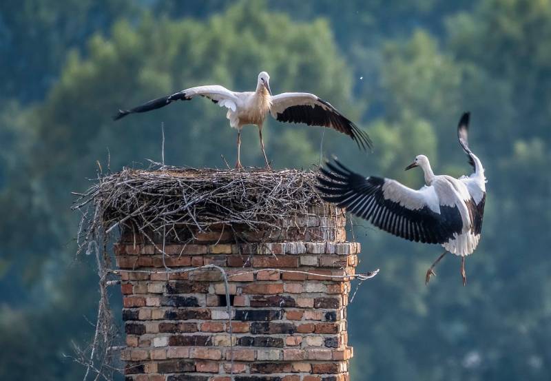 Professional Chimney Animal Removal Services in Stevenson Ranch, California